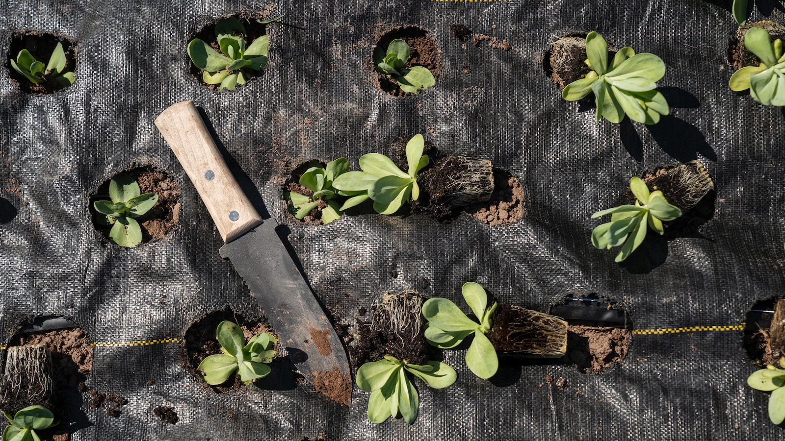 Essential Tips to Protect Tomato Seedlings from 40 Degree Weather and Ensure Their Healthy Growth