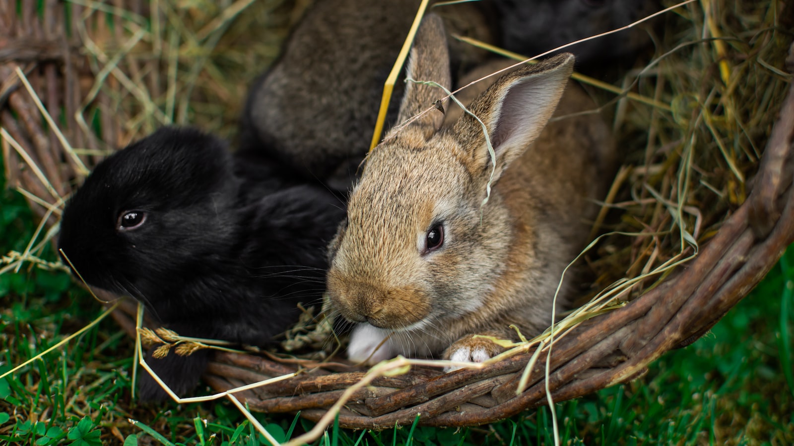 Can rabbits safely consume sunflower leaves?