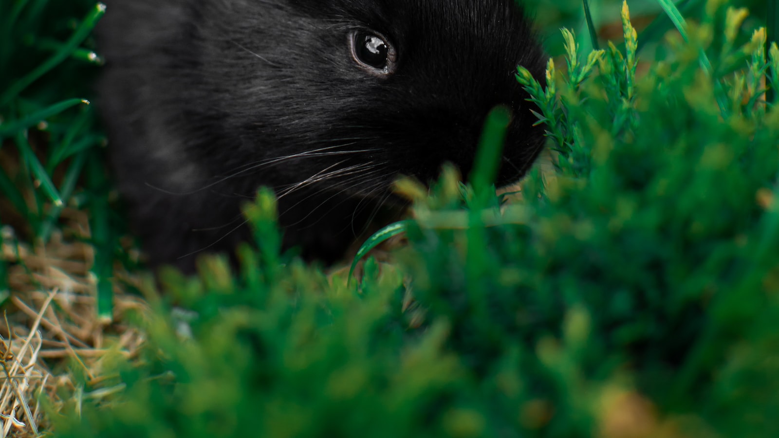 Can Rabbits Jump into Raised Garden Beds?