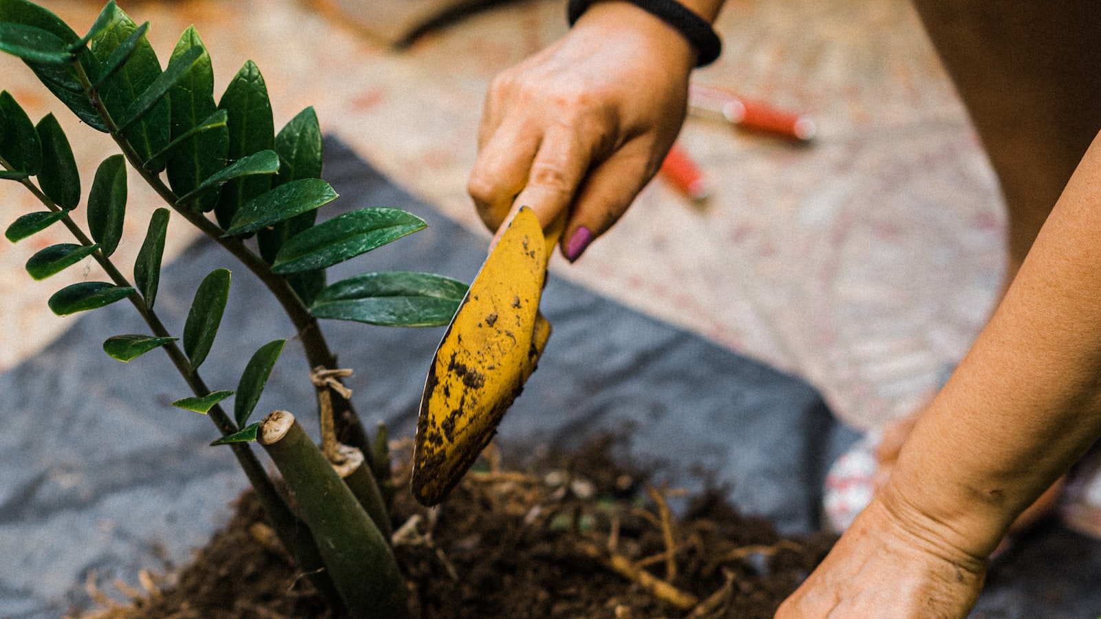 Optimal Planting Companions for Thriving Thyme