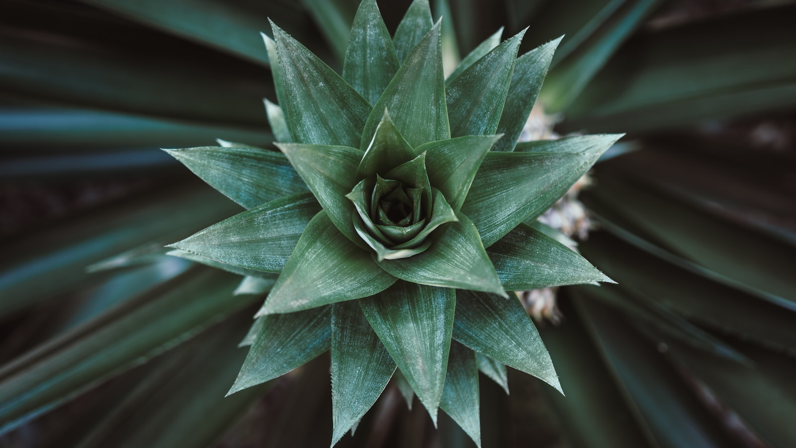 Effective Pruning Techniques to Promote Spider Plant Bushiness