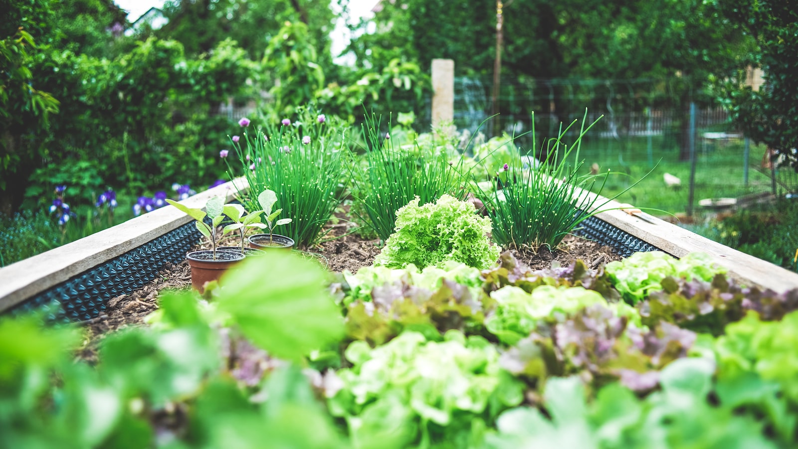 Avid Gardeners, Rejoice: Tips ⁢to ⁤Successfully Grow Lemon ‌Trees in Massachusetts