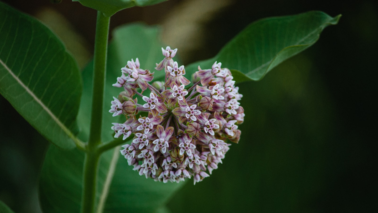 Why is my milkweed turning yellow: Troubleshooting and solutions