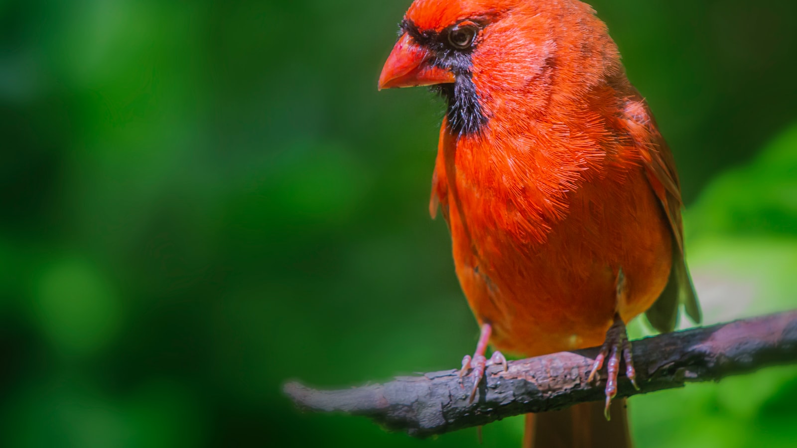 Birds and Zinnia Seeds: An Insight into Avian Feeding Habits