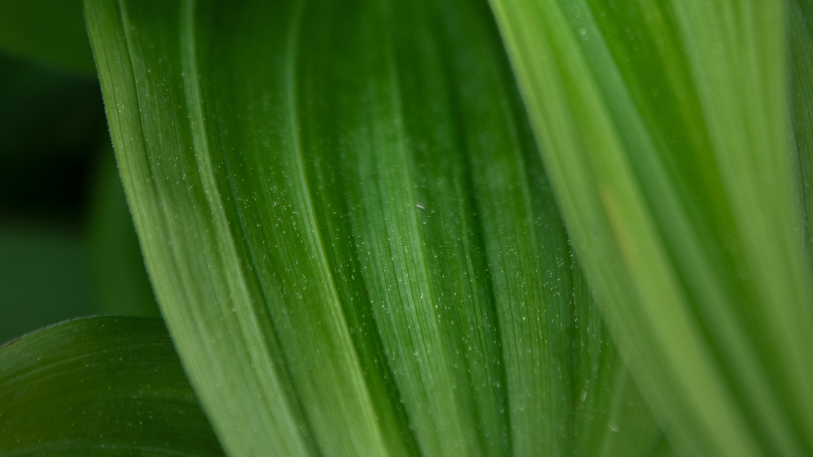 3. Sowing Mustard Green Seeds: Essential Tips and Techniques for Maximizing Germination and Growth in Zone 8