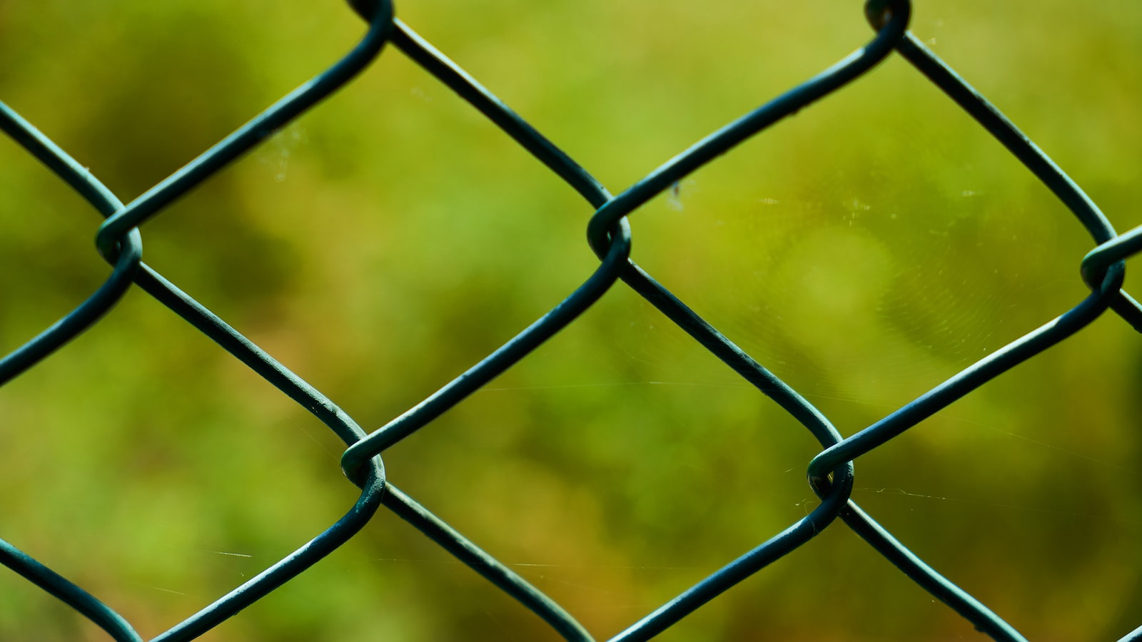 Creating a Barrier to Protect Potted Plants from Snails