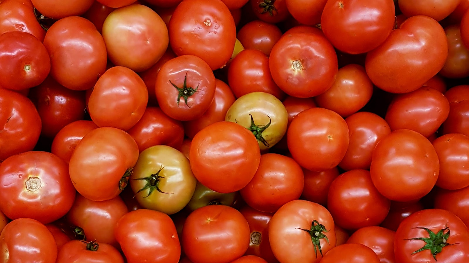 Determining Optimal Conditions for Planting Tomatoes and Cantaloupe Together