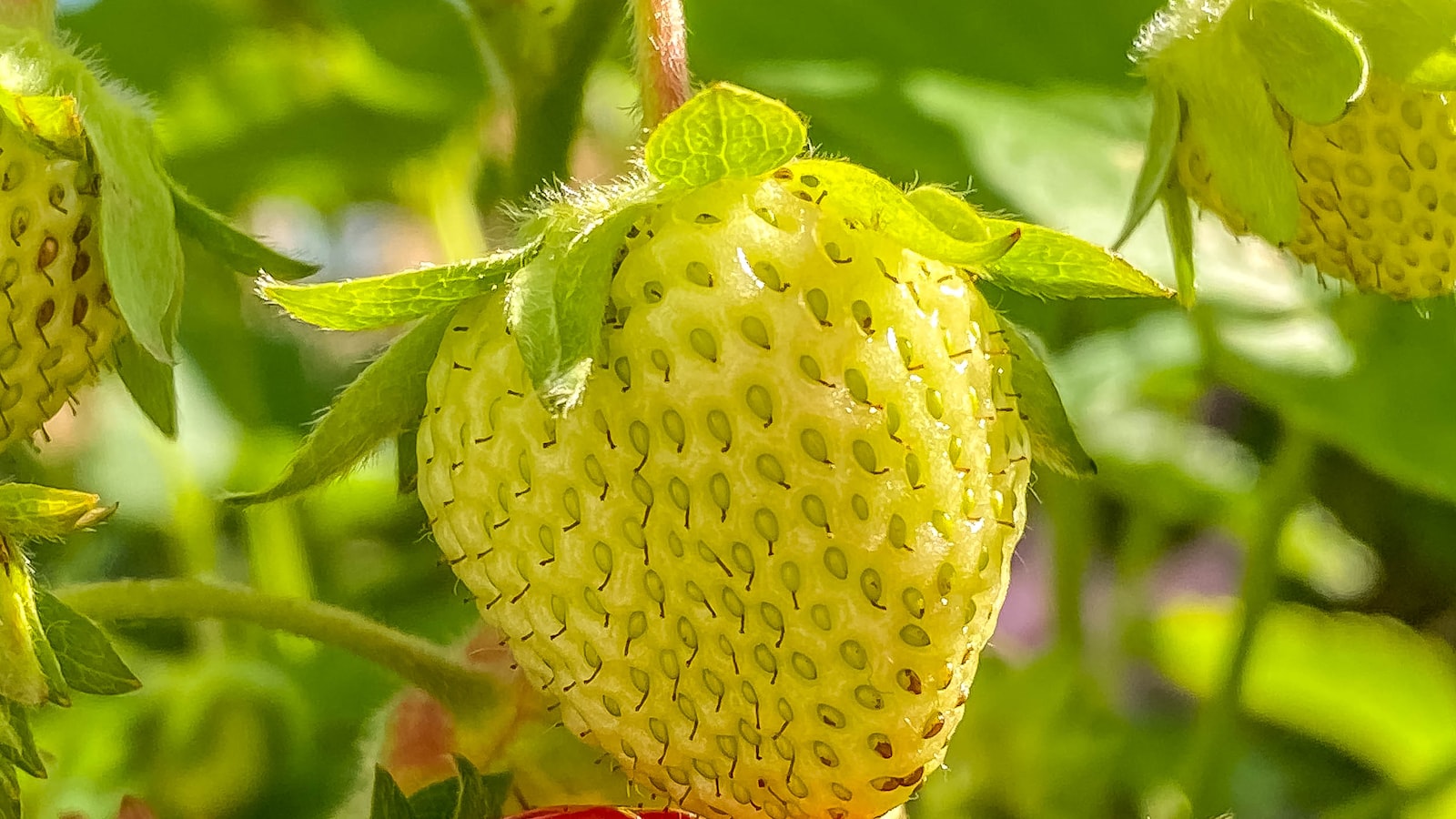 Important Tips for Extending the Strawberry Growing Season in Oklahoma