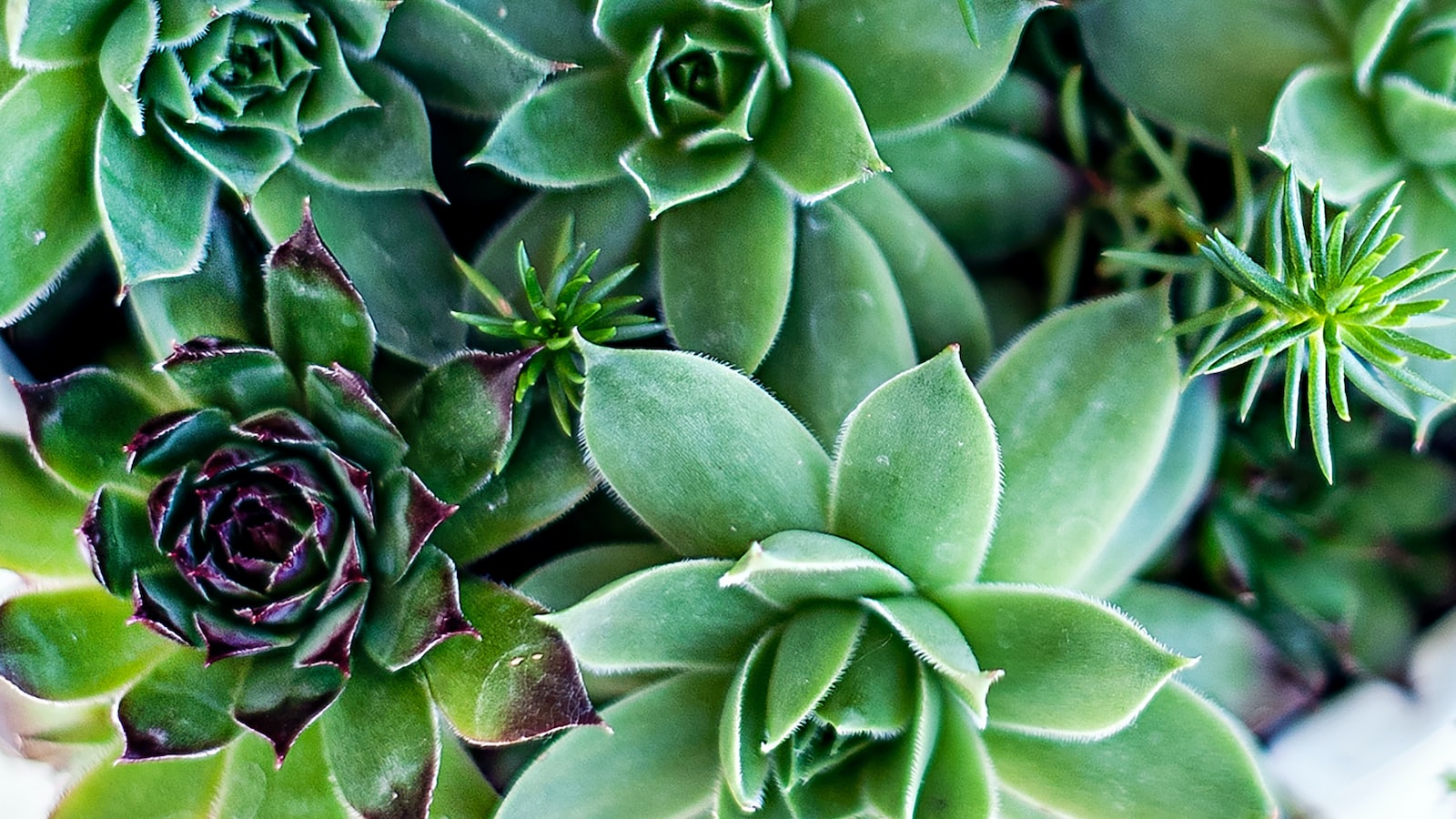 A Surprising Transformation: Understanding the Fascinating Phenomenon of Succulents Growing Long Stems