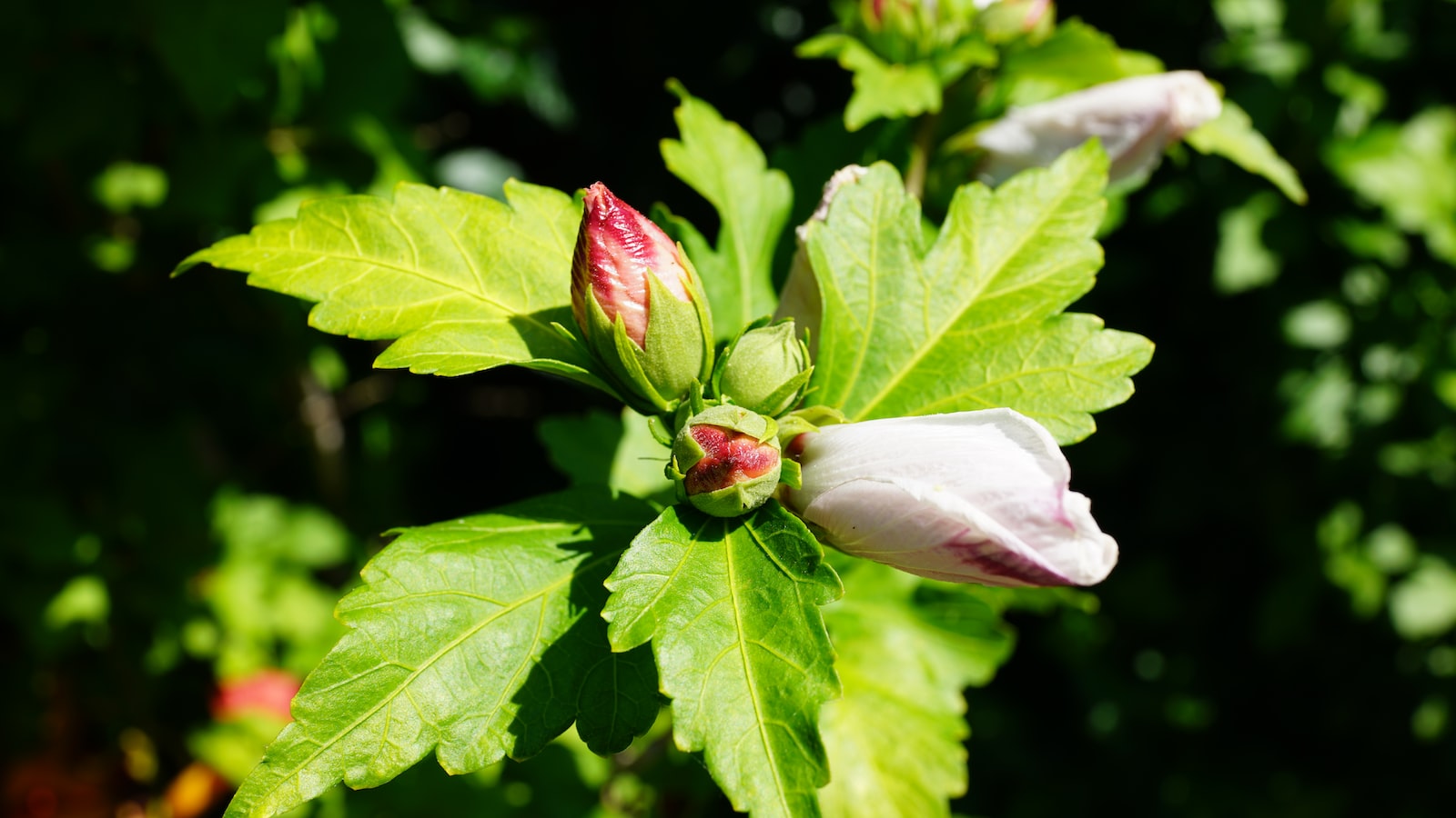 Are⁣ Hibiscus Flowers Safe for Bunnies to Eat?