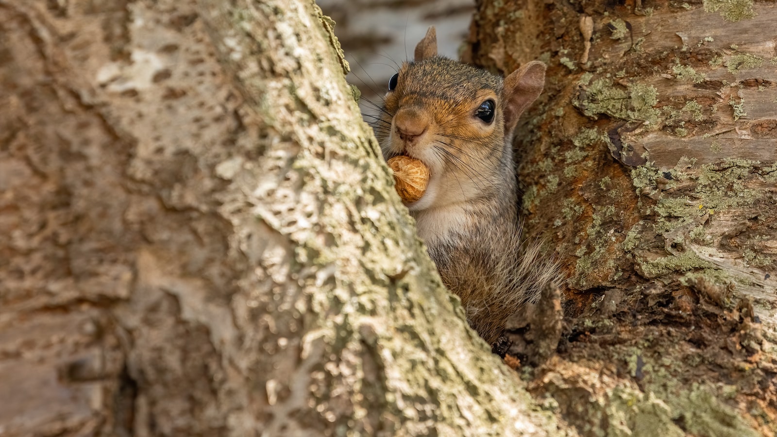 Understanding Squirrels' Sunflower Seed Preferences