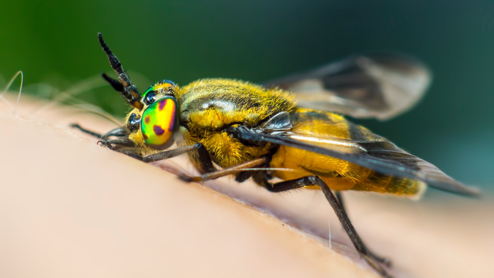 Nature's Pest Control: Companion Plants to Repel Celery Pests