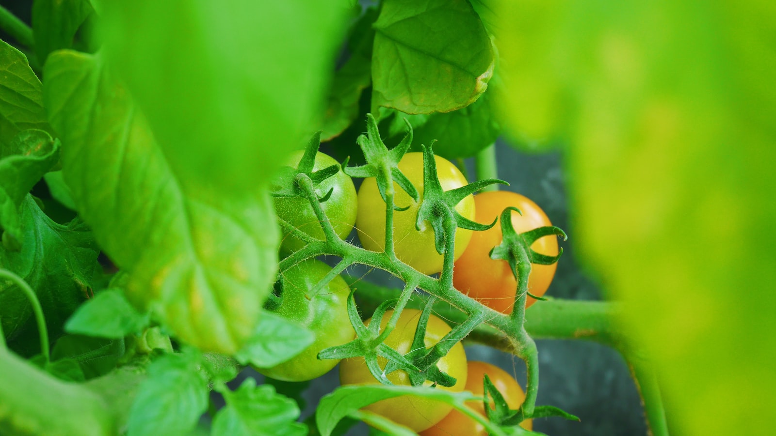 Tips for Maximizing Tomato Planting Success in Illinois