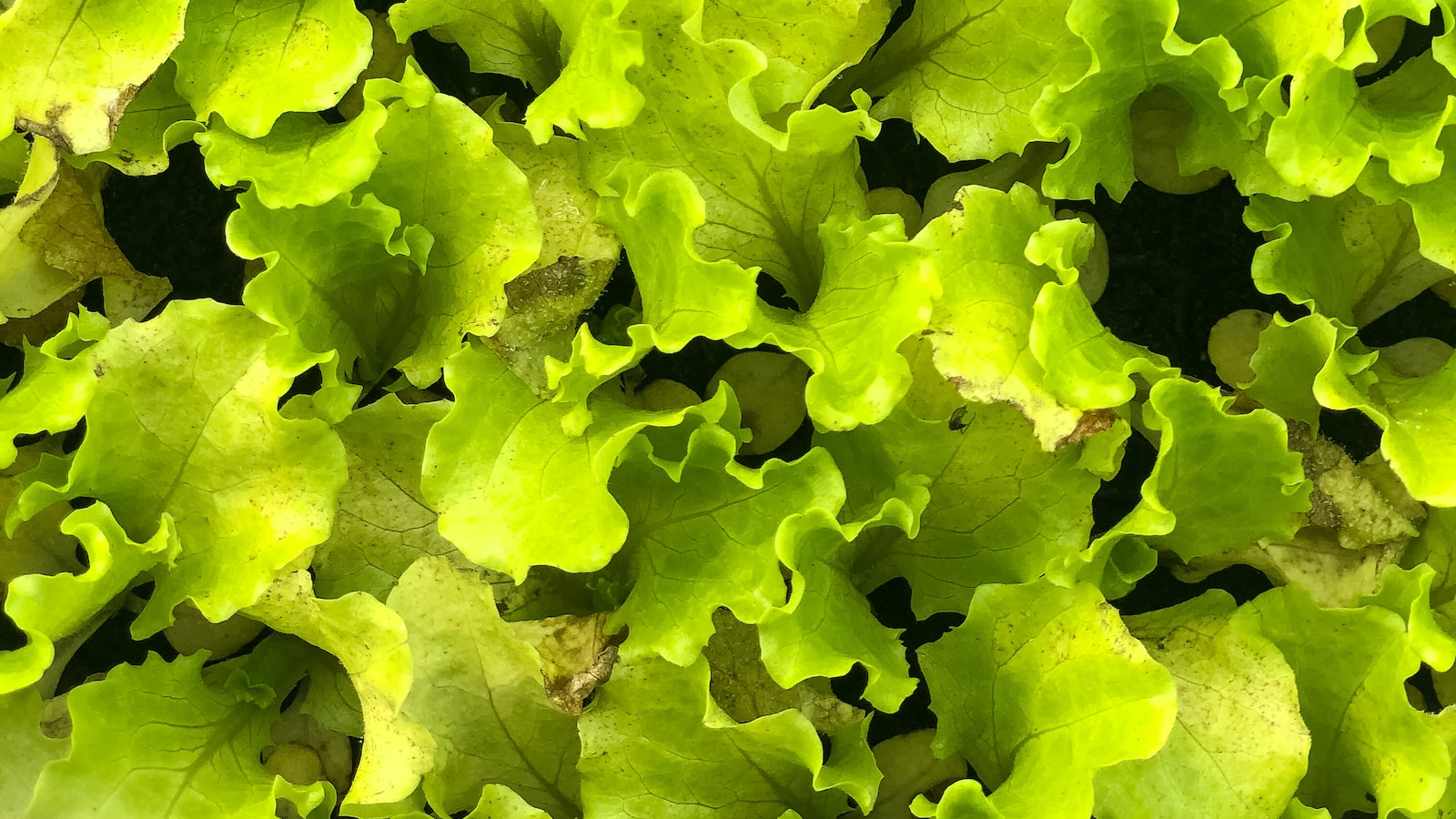 Best Varieties of Lettuce for Successful Growth in Utah