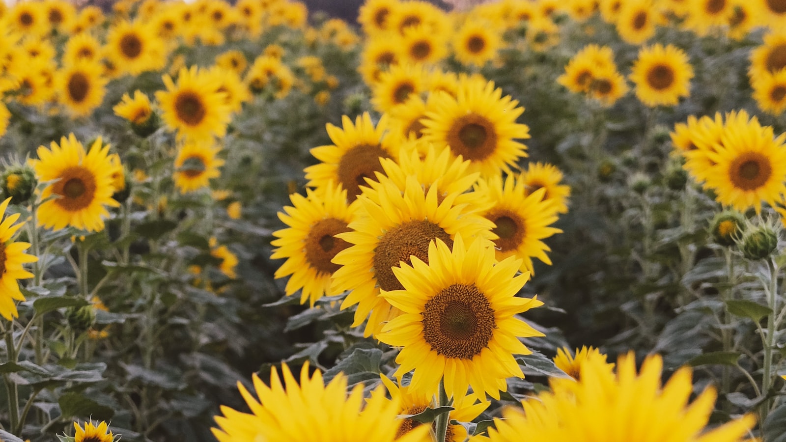 Sunflowers and Their Sun-Seeking Nature: Understanding Phototropism's Role in Their Drooping