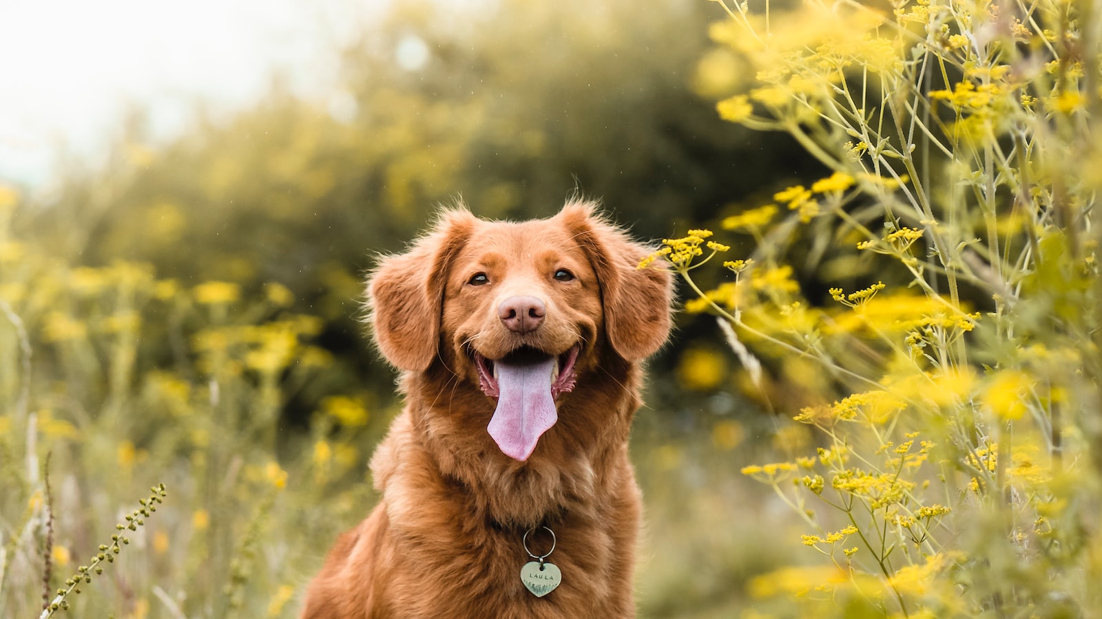 Important Considerations for Using Dog Poop Fertilizer: Health, Safety, and Environmental Factors