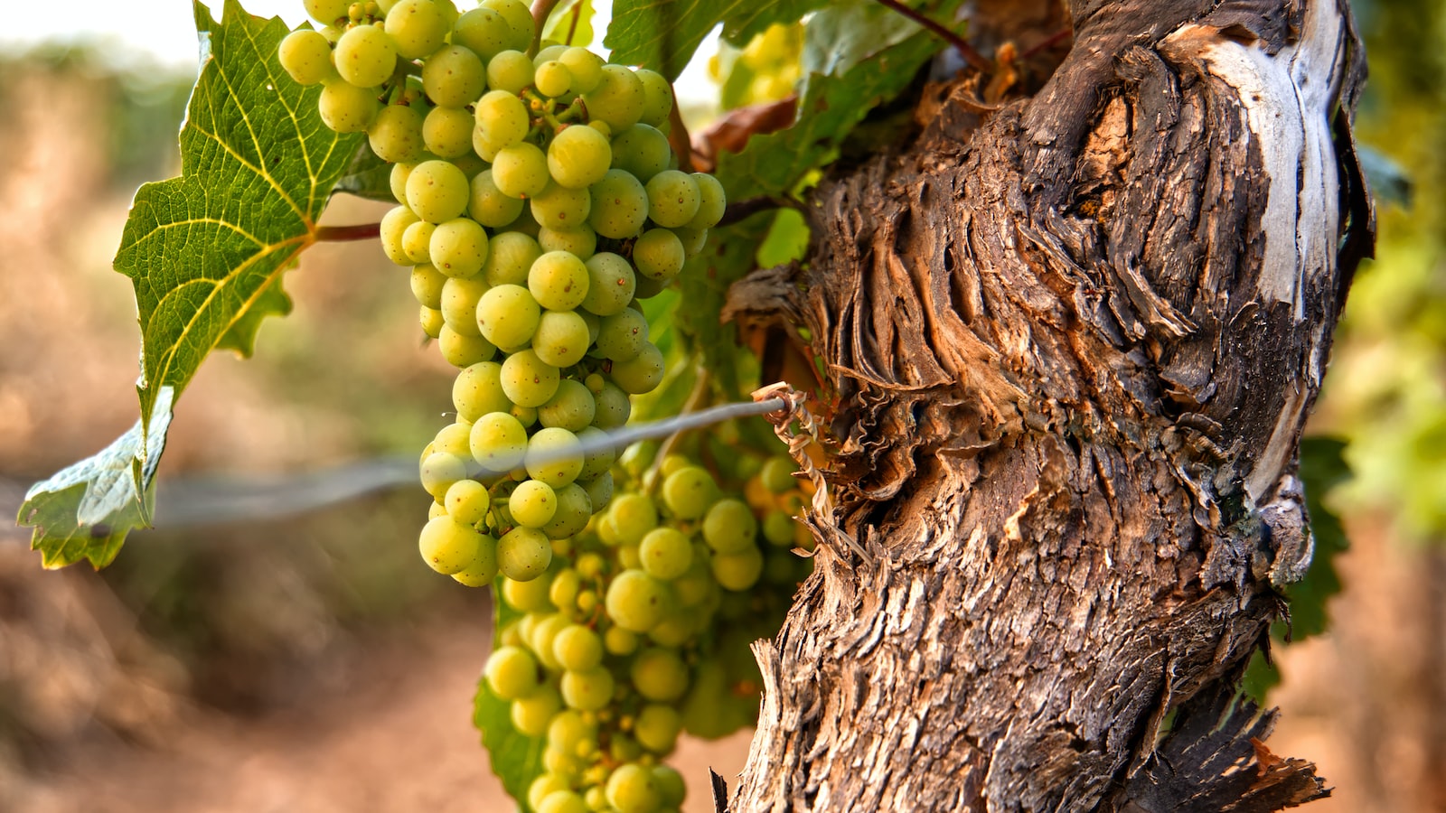 Exploring the Anatomy of Catawba Grape: Examining its Seedless Properties and Unique Characteristics