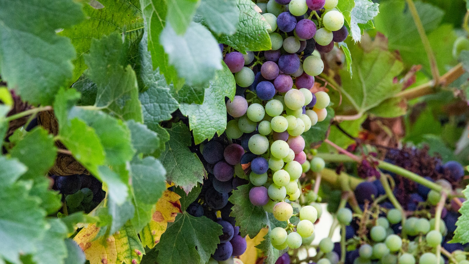 Catawba Grape: A Versatile Fruit for Various Culinary Uses and Enological Delights