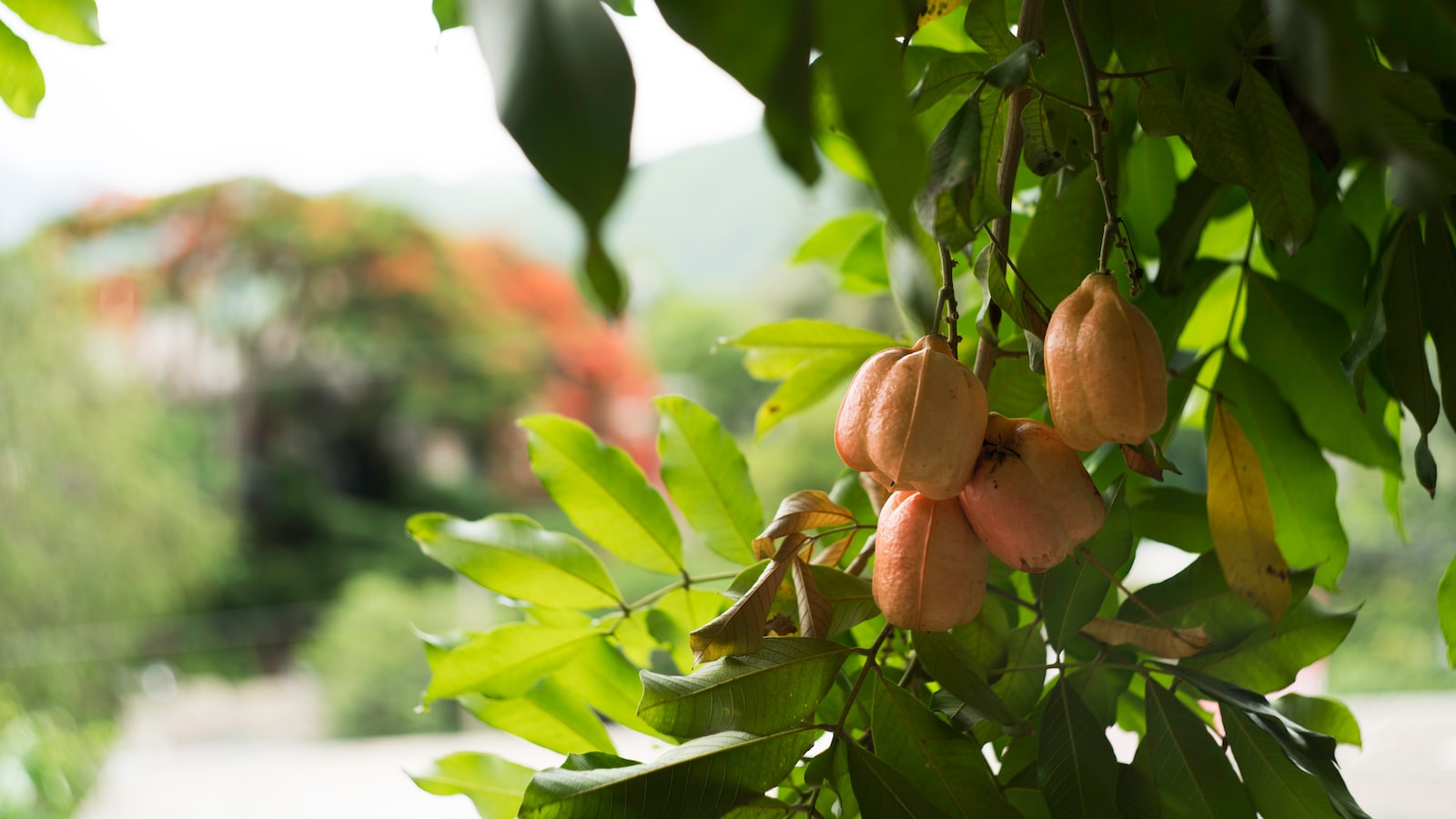 Tips for Properly Caring for Pecan Trees During Leaf Loss