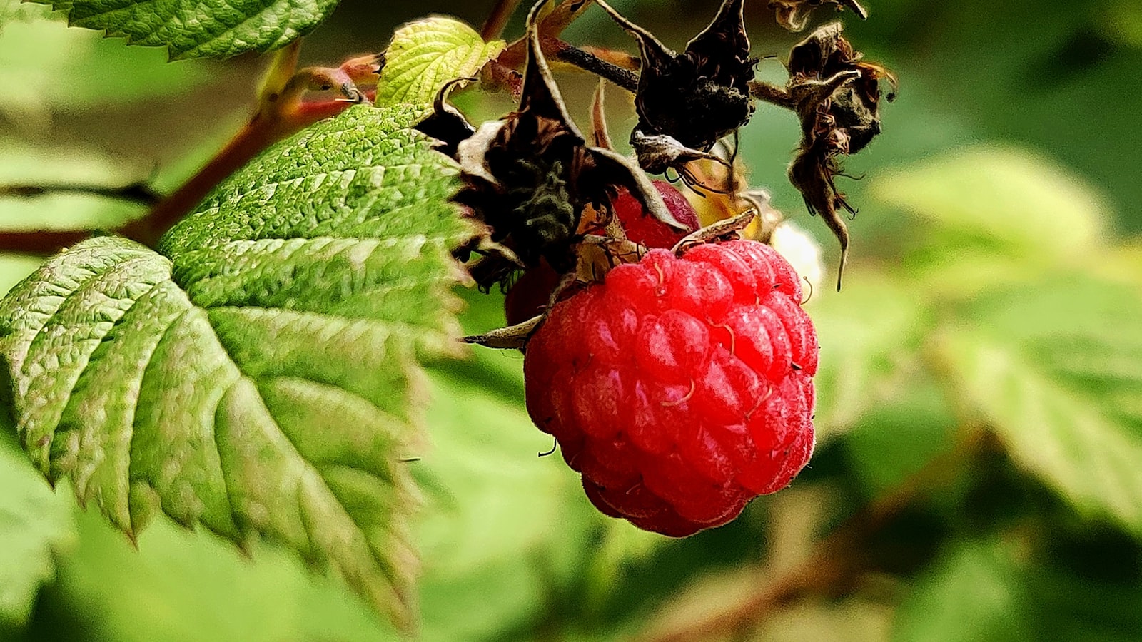 The Sweet Truth:‍ Unraveling the Mystery of Raspberry and Blackberry Growth