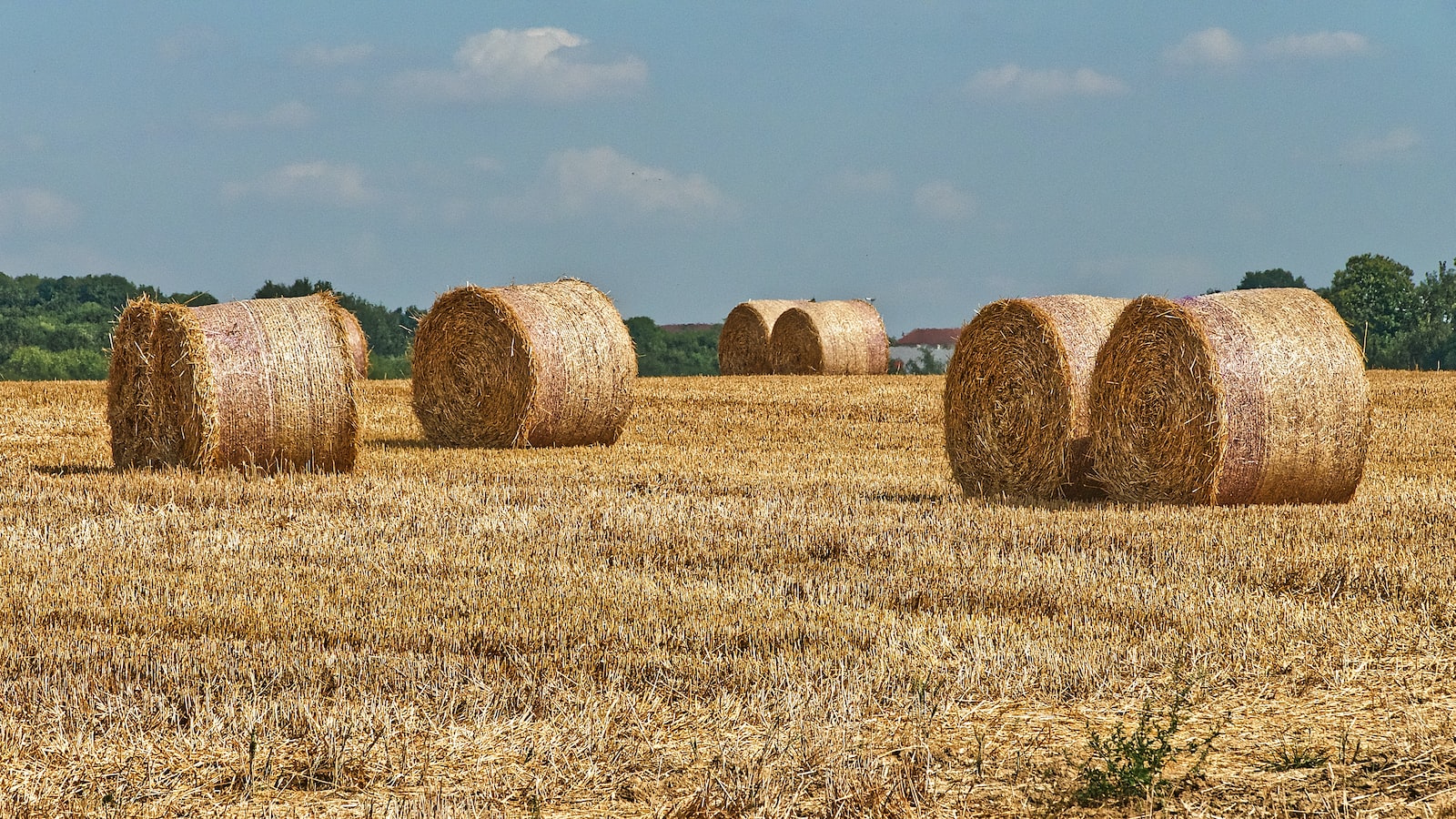 Recommendations for Effectively Using Straw to Protect Grass Seed from Frost