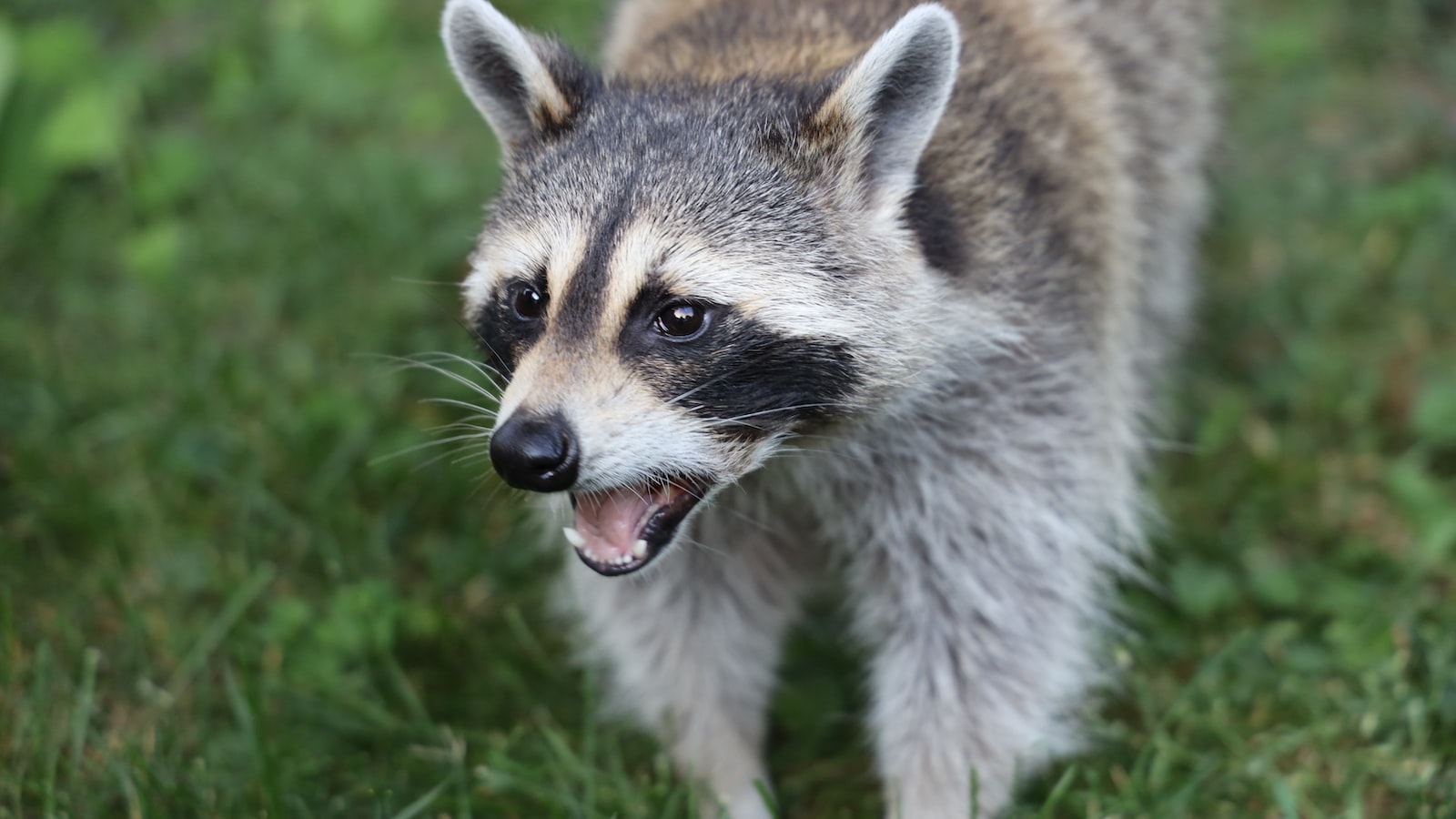 Raccoons and Tomato Plants: A Closer Look at Their Munching Habits