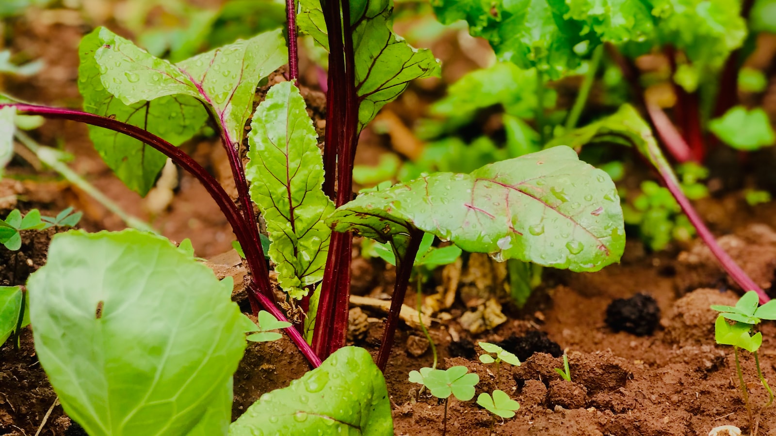 Planting Parsley and Dill Together: A Guide to Complementary Herbs