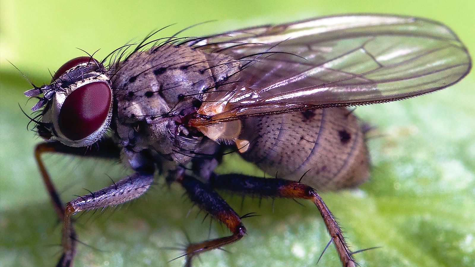 Preventing Pest Issues: Dealing with Spider Mites and Other Insects