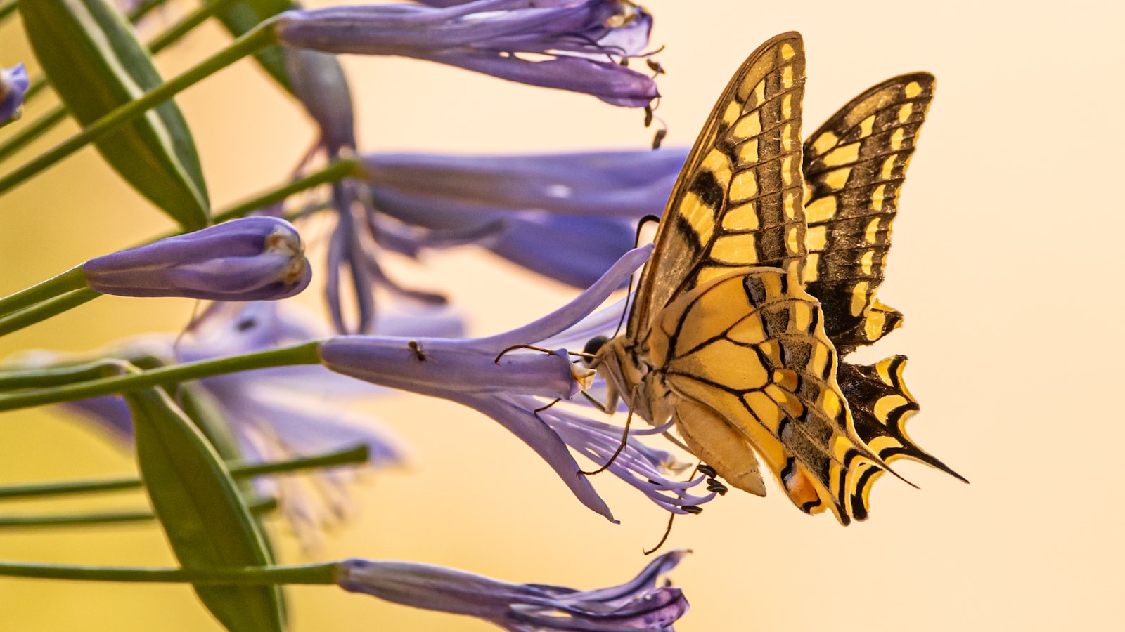 Creating a Butterfly‌ Paradise:⁣ Cultivating Roses for Optimal Pollinator Support