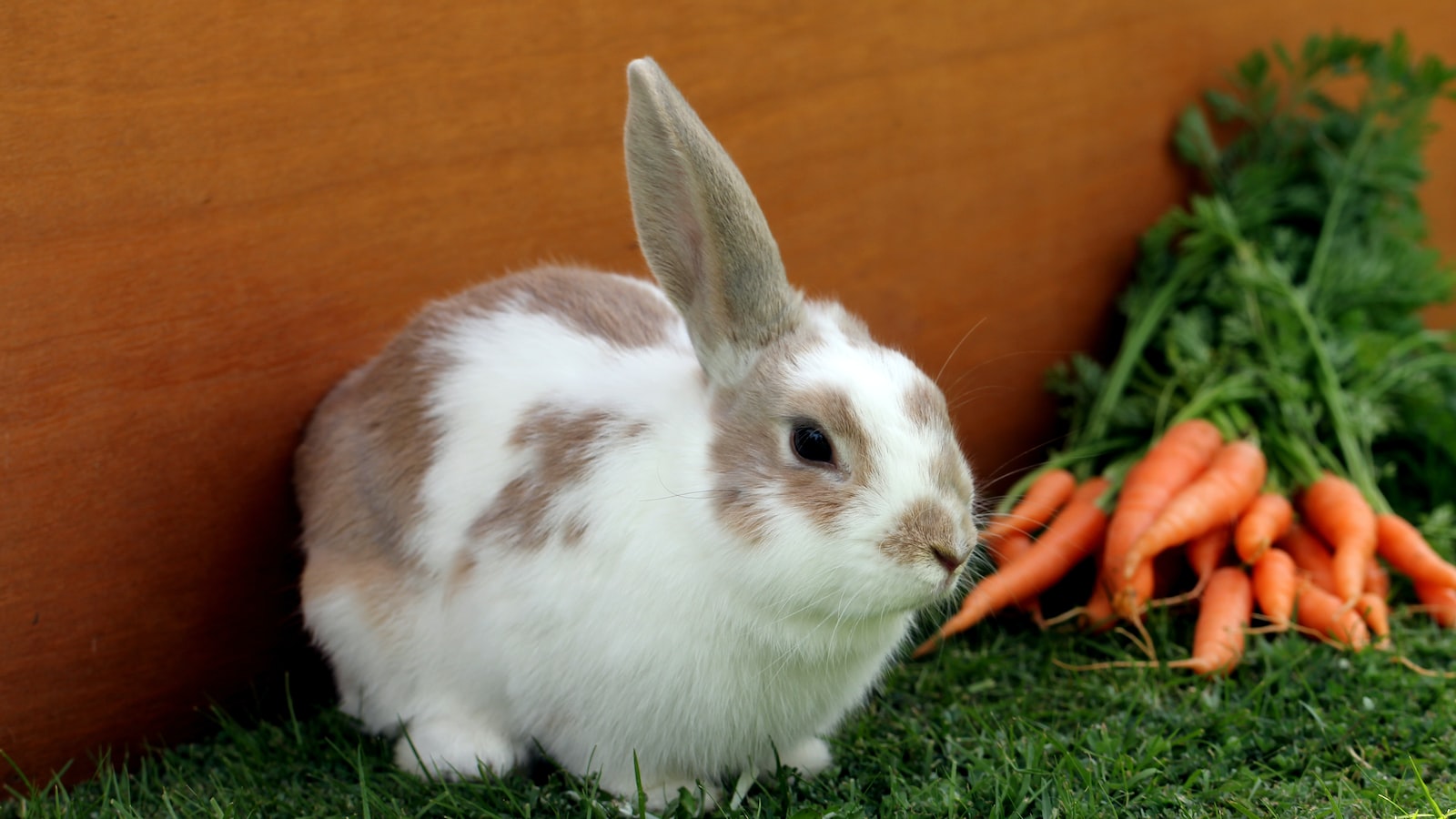 Unveiling the Mystery: Do Rabbits Really Have a Taste for Balloon Flowers?