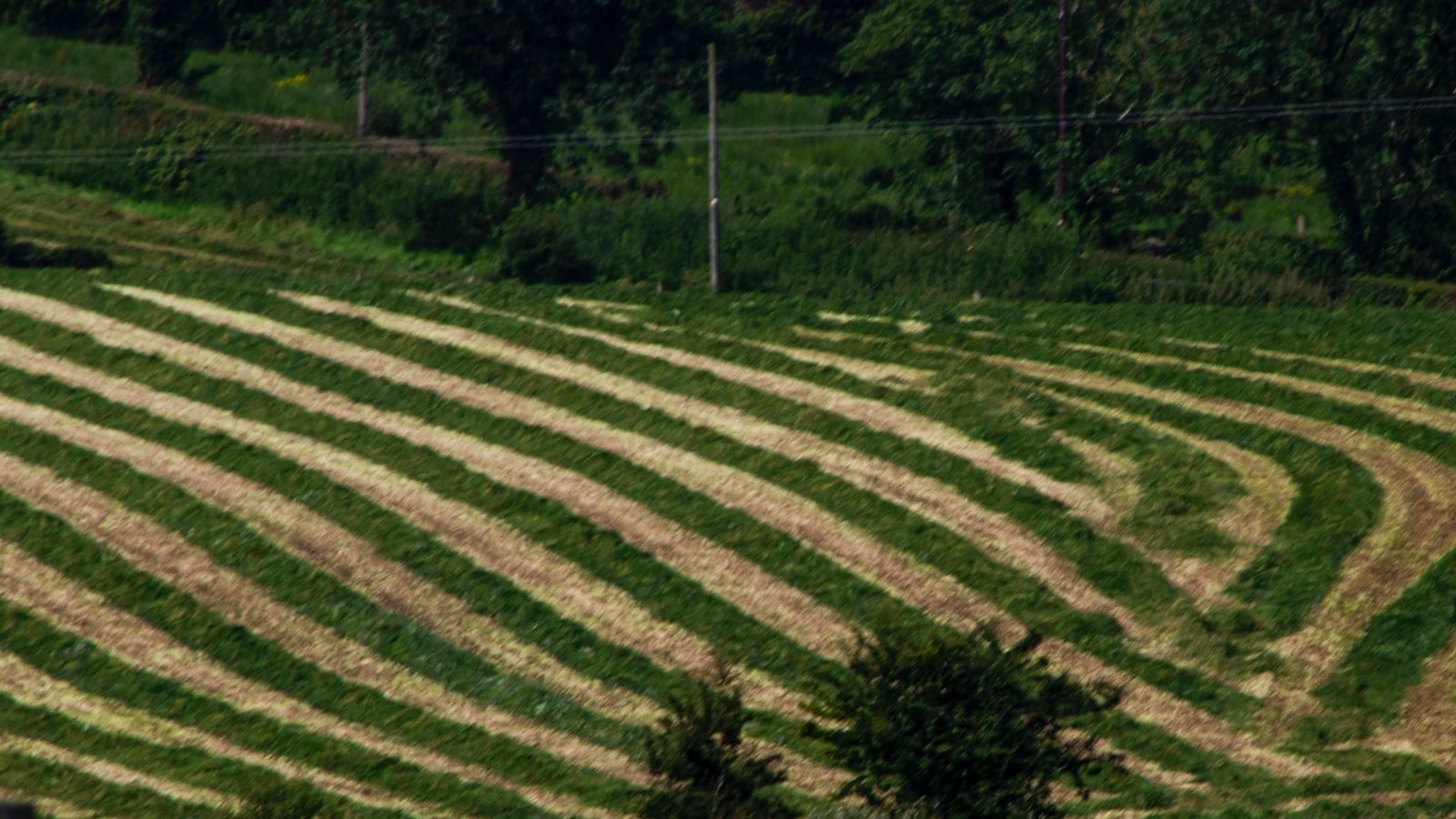 Harvesting Rainwater: A Sustainable Solution for Tree Watering