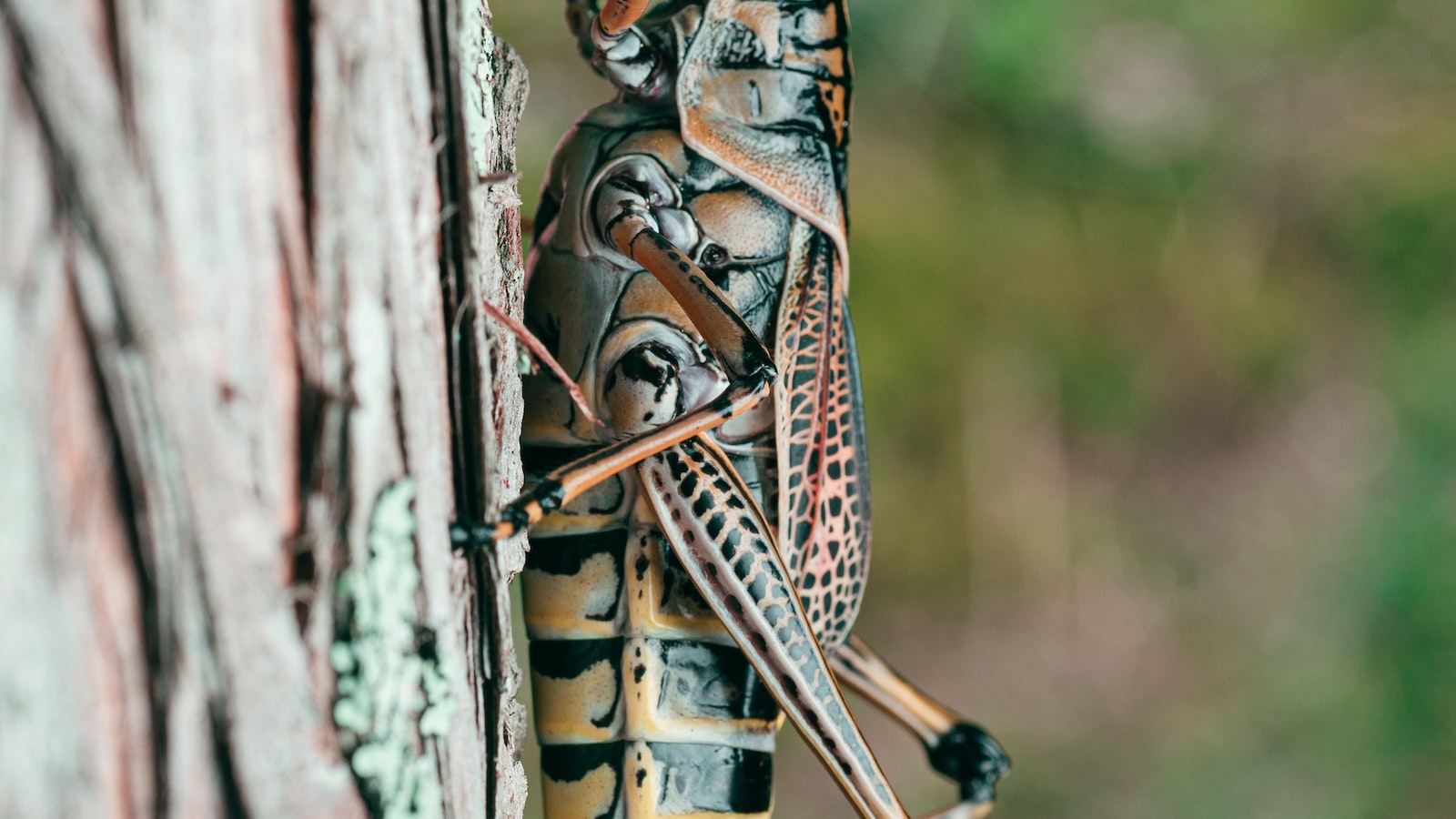 Grasshoppers: Voracious Garden Pests That Feast on Tomato Plants