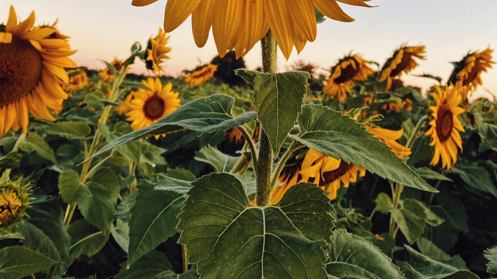 Understanding Sunflower Growth: Can They Flourish in Partial Shade?