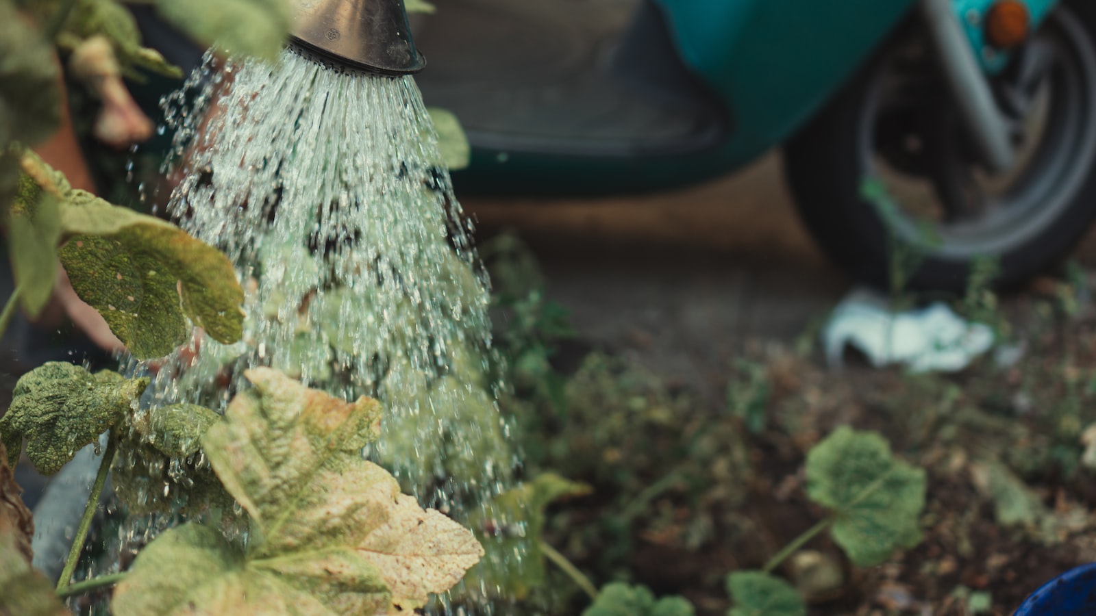 Best Practices for Watering, Fertilizing, and Repotting Your Orange Bonsai