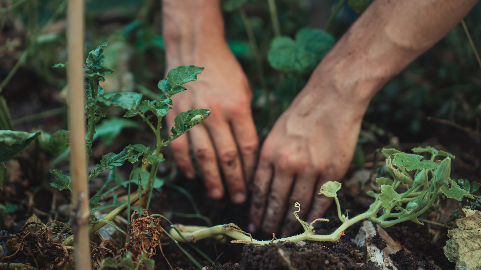 Preparing the ‌Soil for ‌Optimal Growth and Blooming