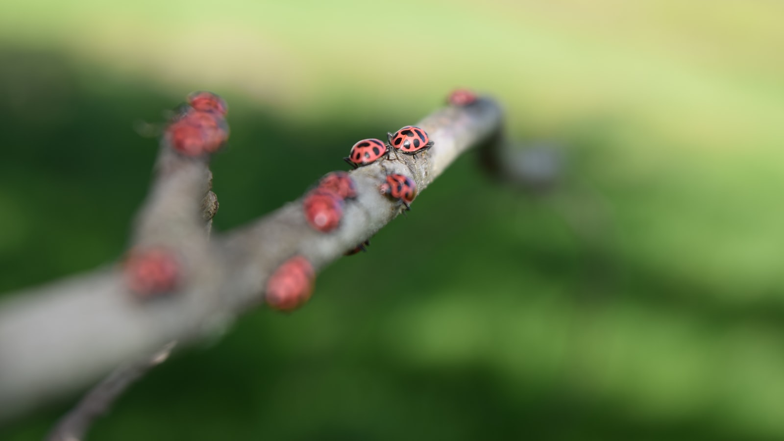 Diving Into the World of Polka Dot Plants: Are They Safe for Your Feline Friends?