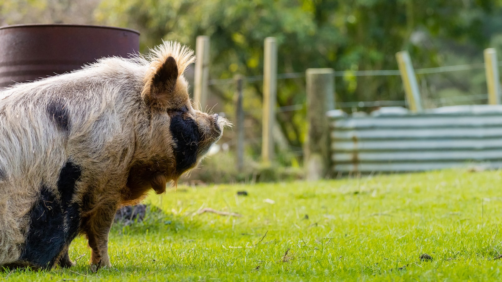 Examining the Nutrient Composition of Guinea Pig Poop: A Surprising Garden Boost