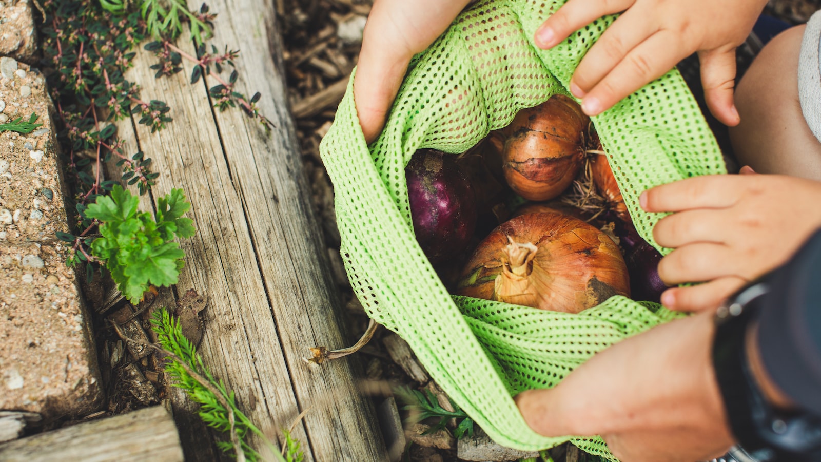 Best Practices for Maximizing Onion Yields in Kansas