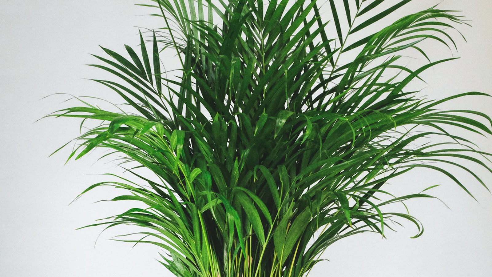 Creating a Protective Environment for Indoor Plants: Precautions and Winter Care