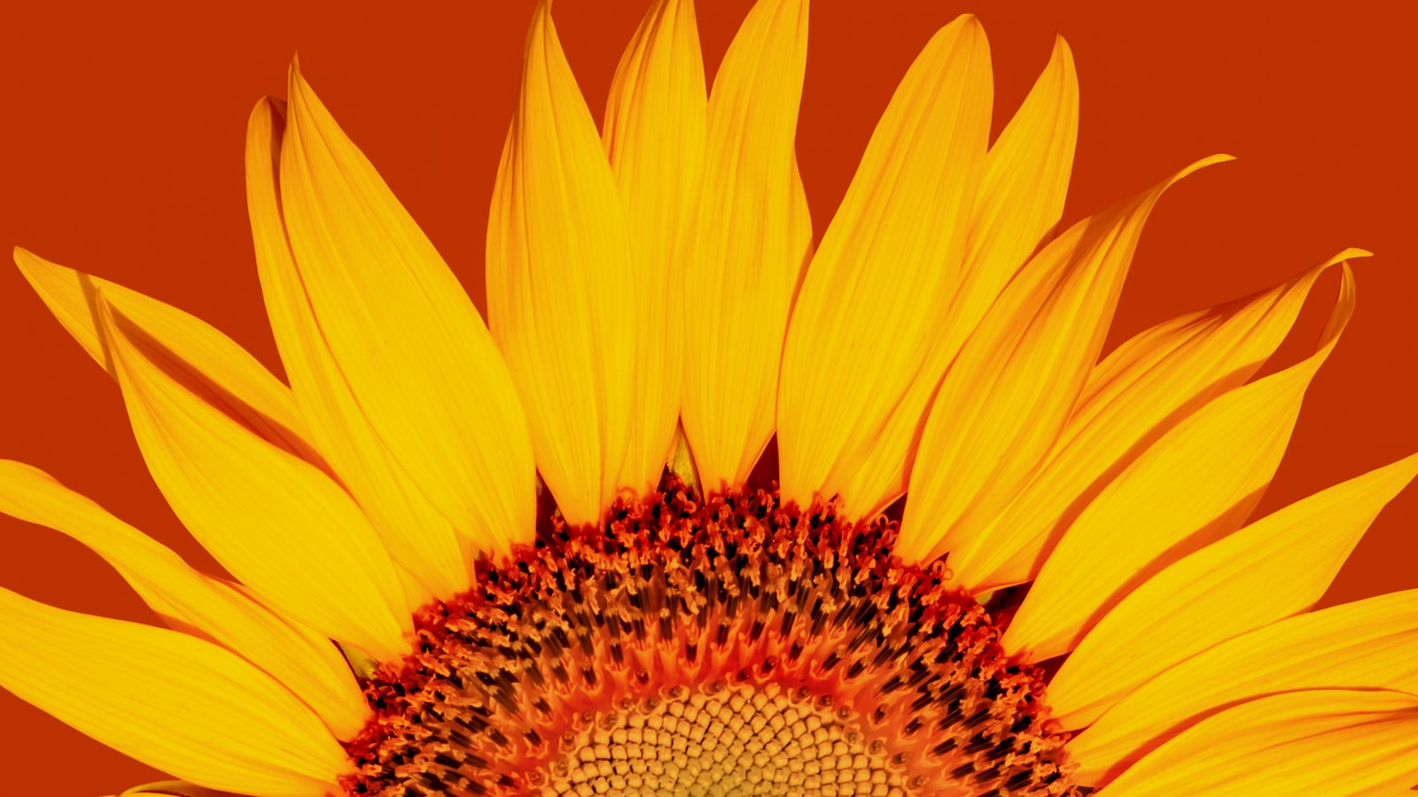 Tips to Ensure Healthy Sunflowers: Environmental Care for Uninterrupted Blossoms