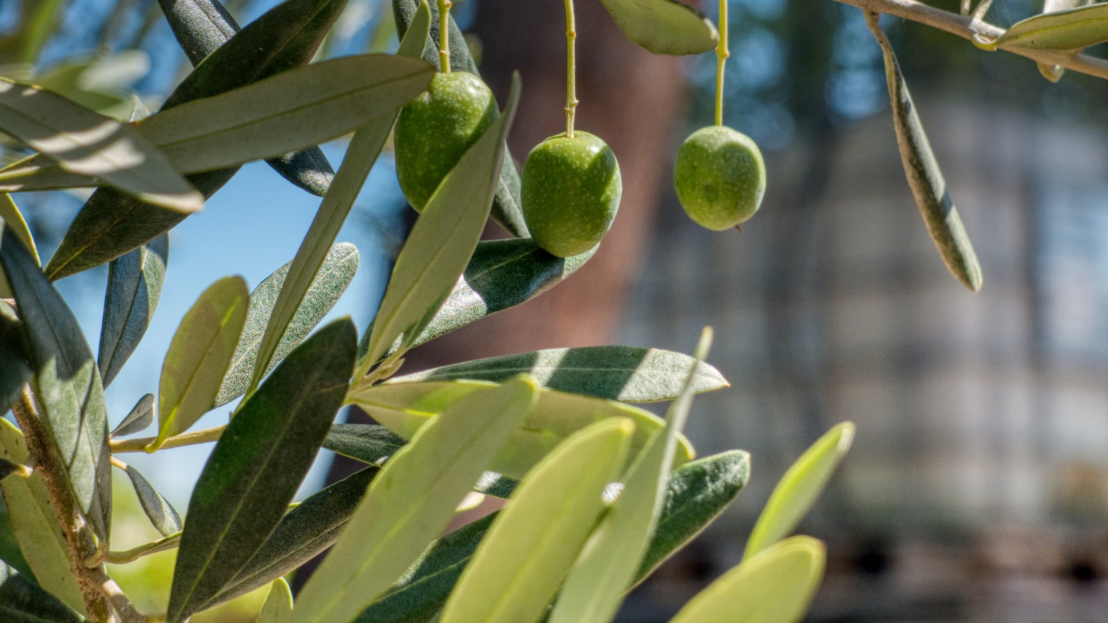 Enhancing Olive Tree Blooming: Essential Tips for Optimal Yield