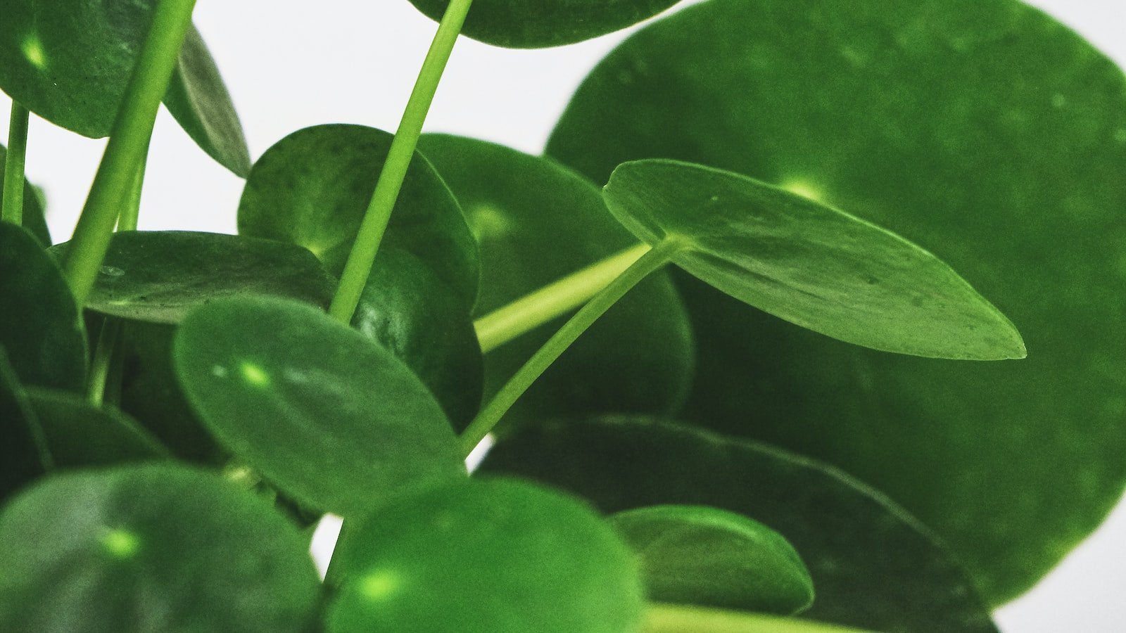 Indoor Plants and Cold Shock: Understanding the Impact on their Health