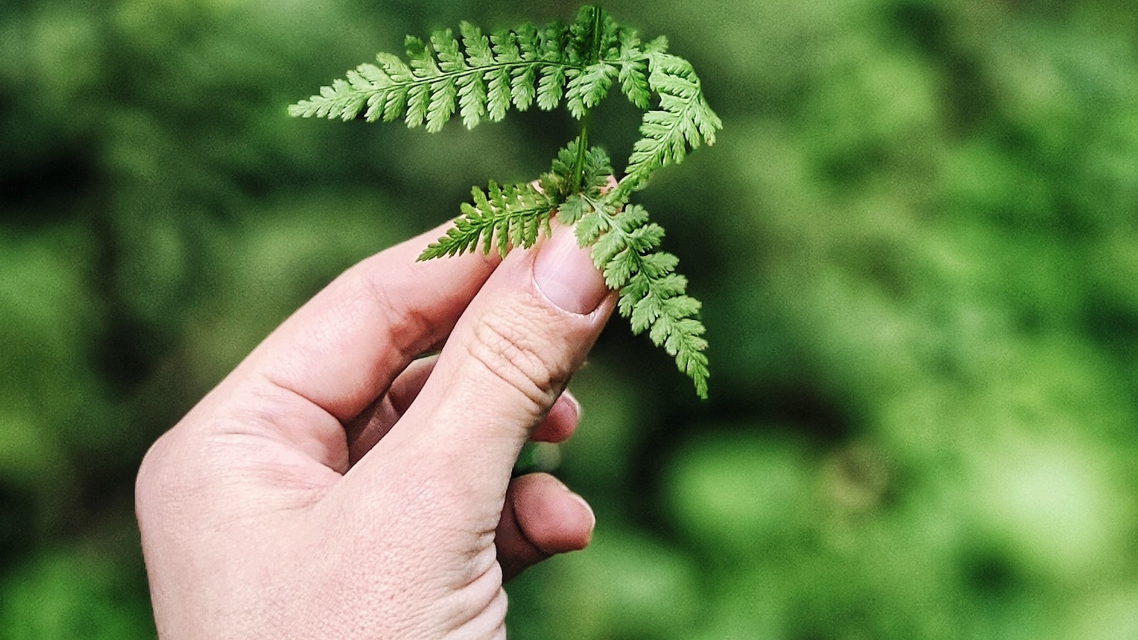 - Enhancing the Shade: Ideal Plants to Thrive Under Maple Trees