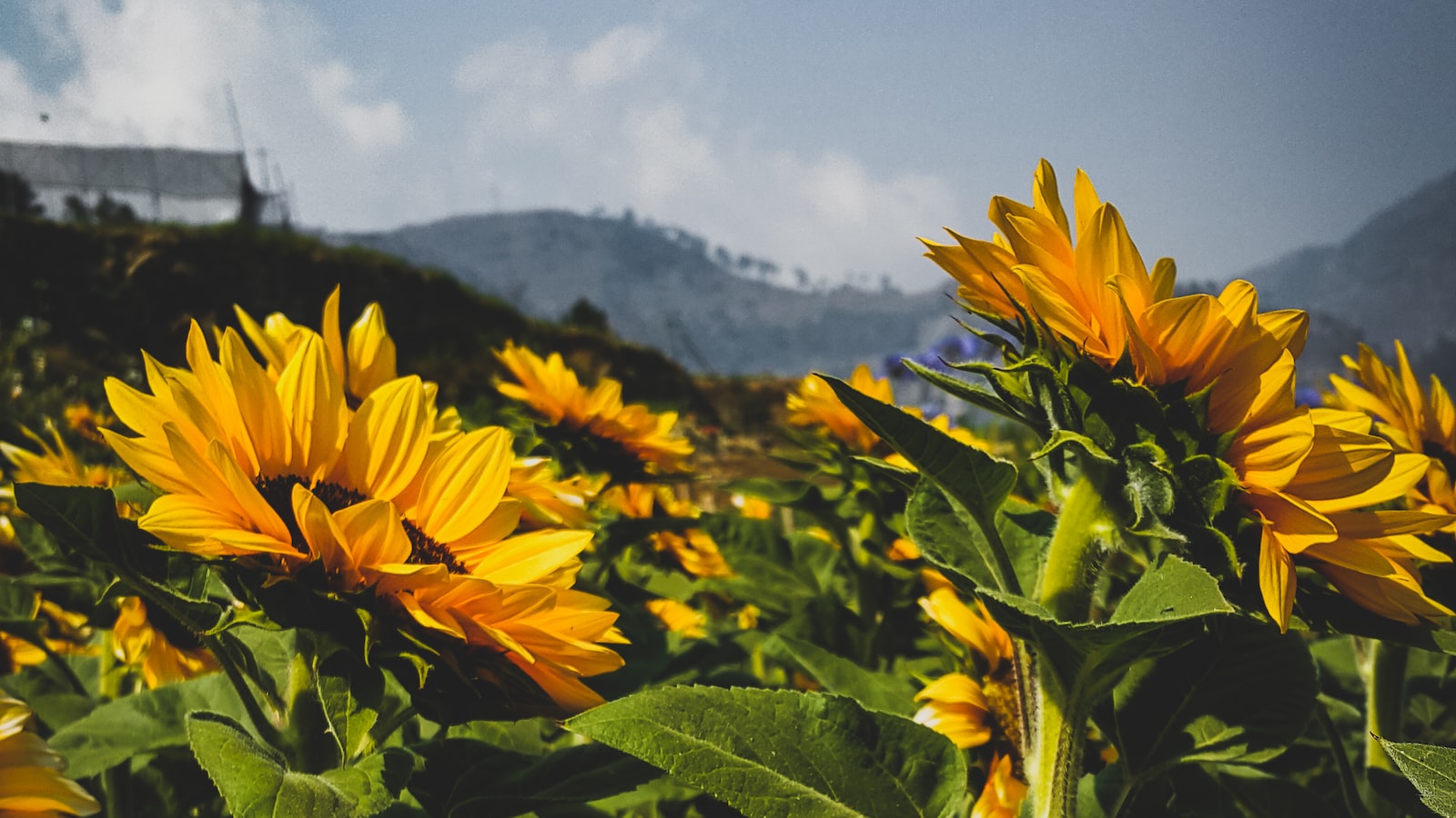 Exploring the Mechanism Behind Sunflower's Nighttime Closing‌ and Response to Darkness