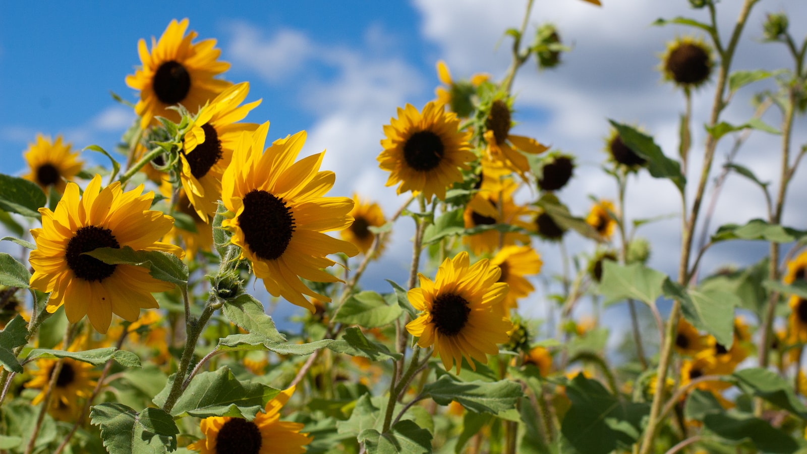 Growing Sunflowers from Bird Seed: A Thrifty Gardener's Guide