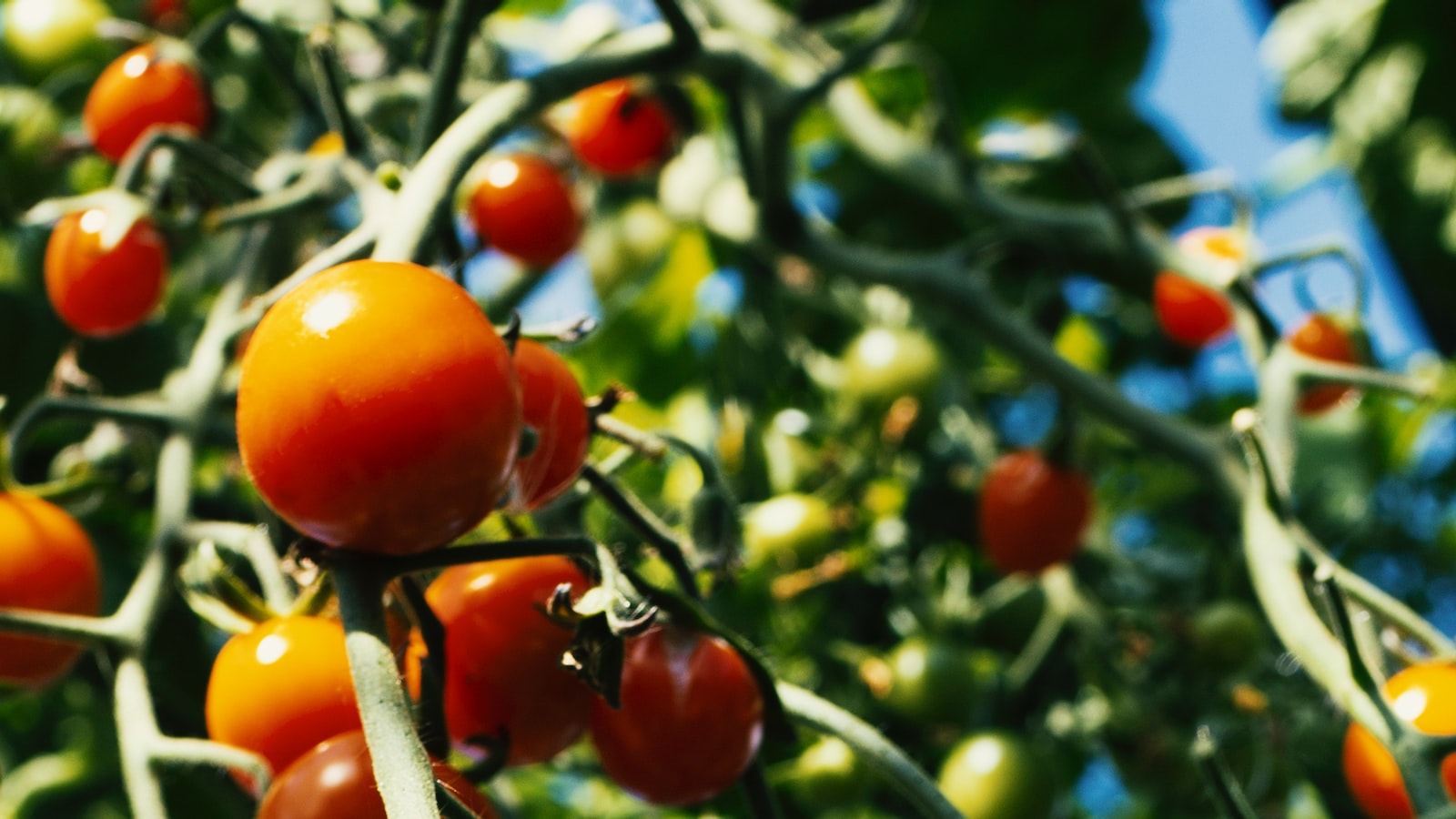 Heading 3: Protecting Your Tomato Plants from Woodchuck Damage - Effective Prevention and Control Measures