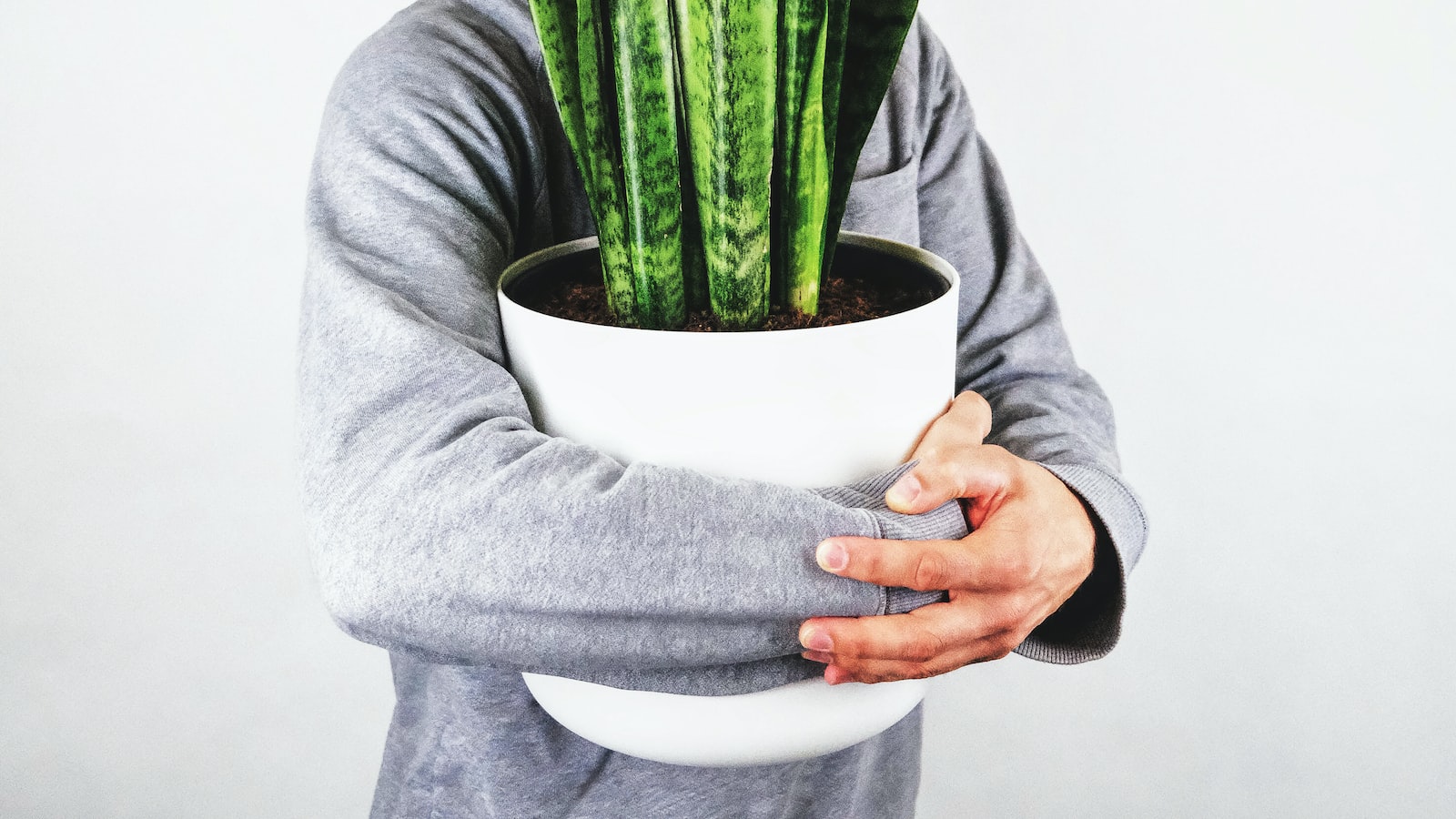 Tips to Safeguard Your Aloe Vera Plants during Cold Weather