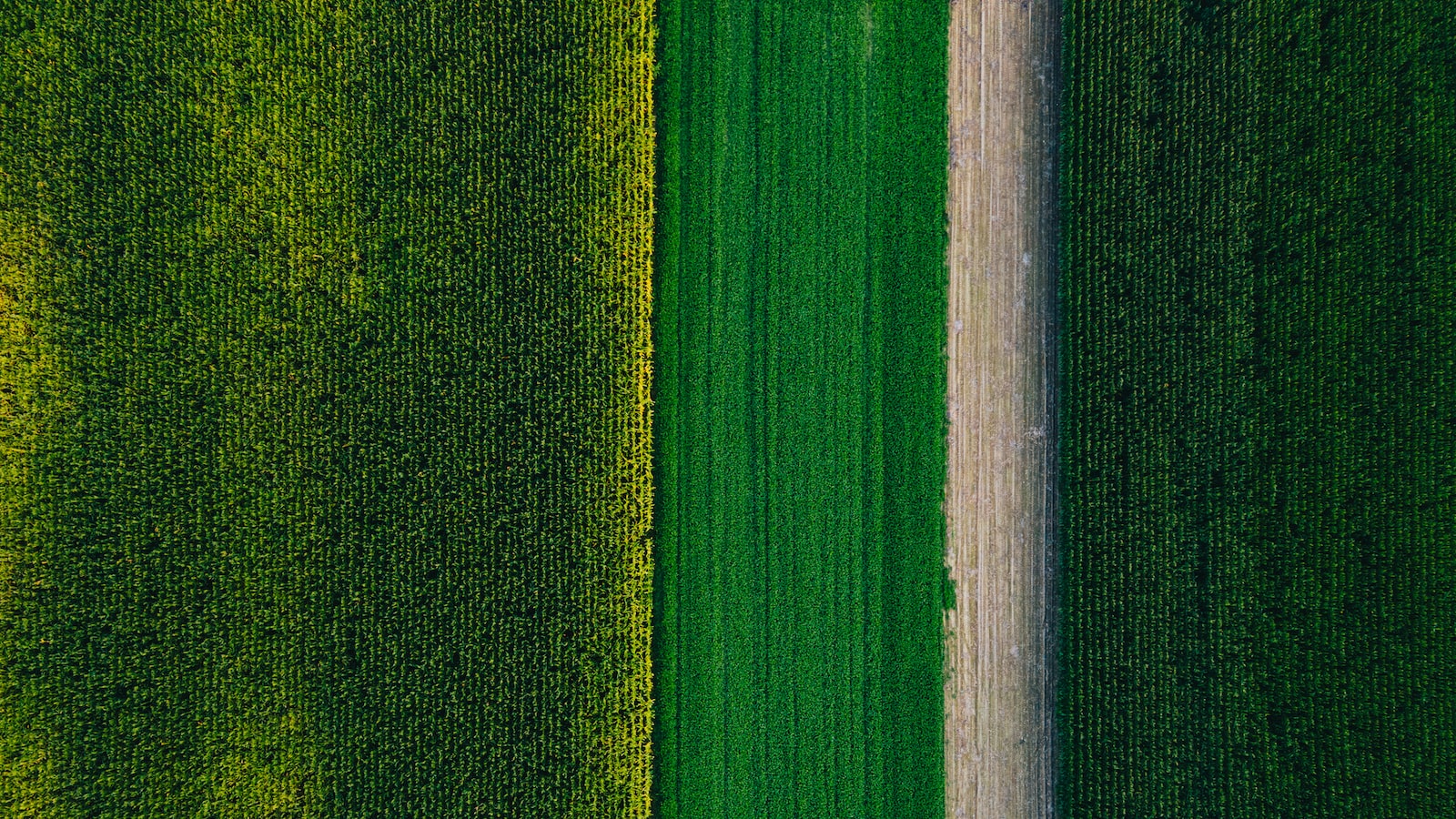 Recognizing Corn's Watering Needs in Different Development Stages