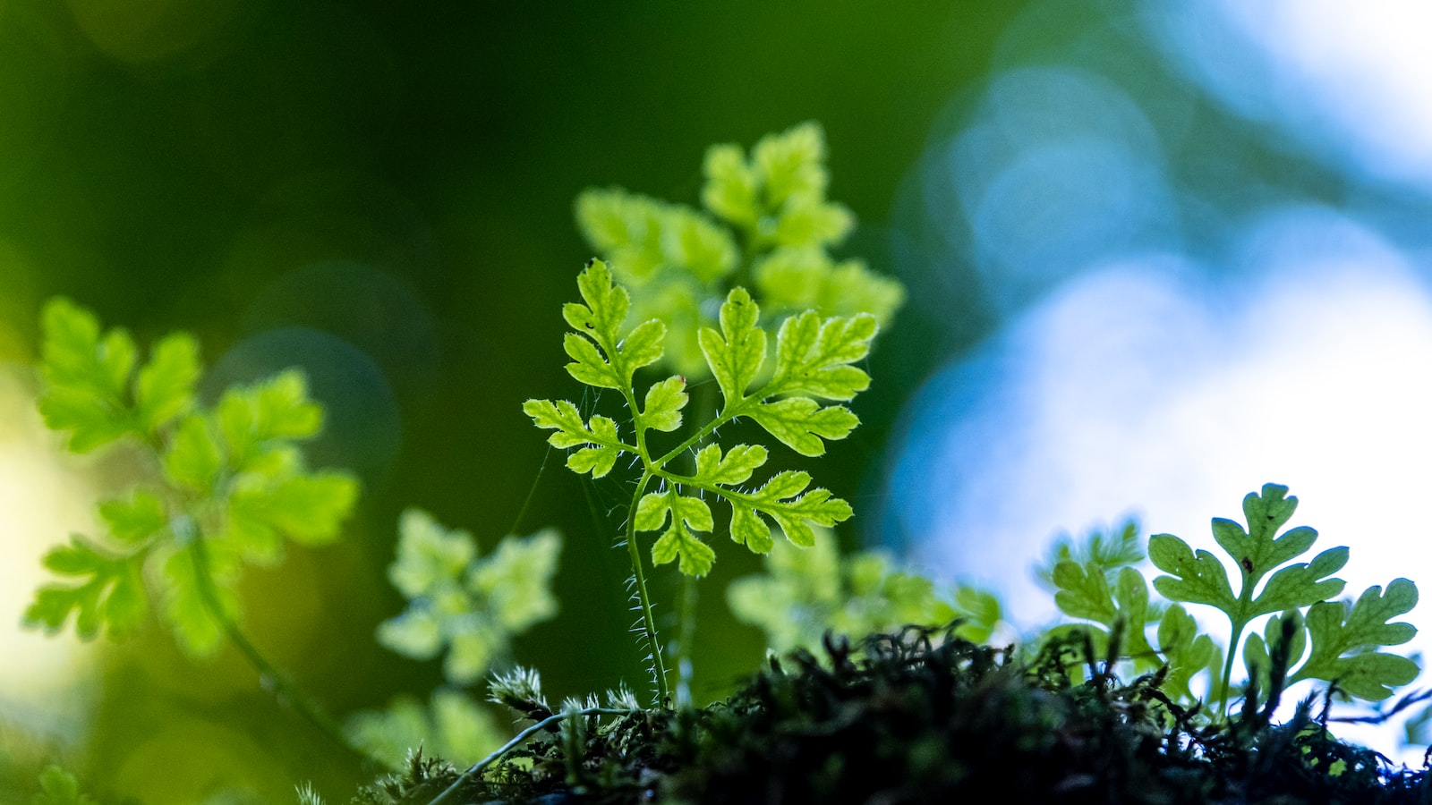 Parsley Flowers: A Versatile and Flavorful Addition to Your Culinary Repertoire