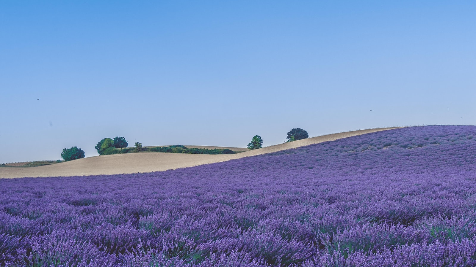 Tips for Planting and Caring for Lavender in Colorado